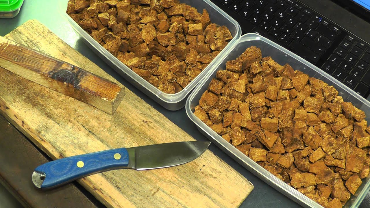 Κοπή σημύδας chaga