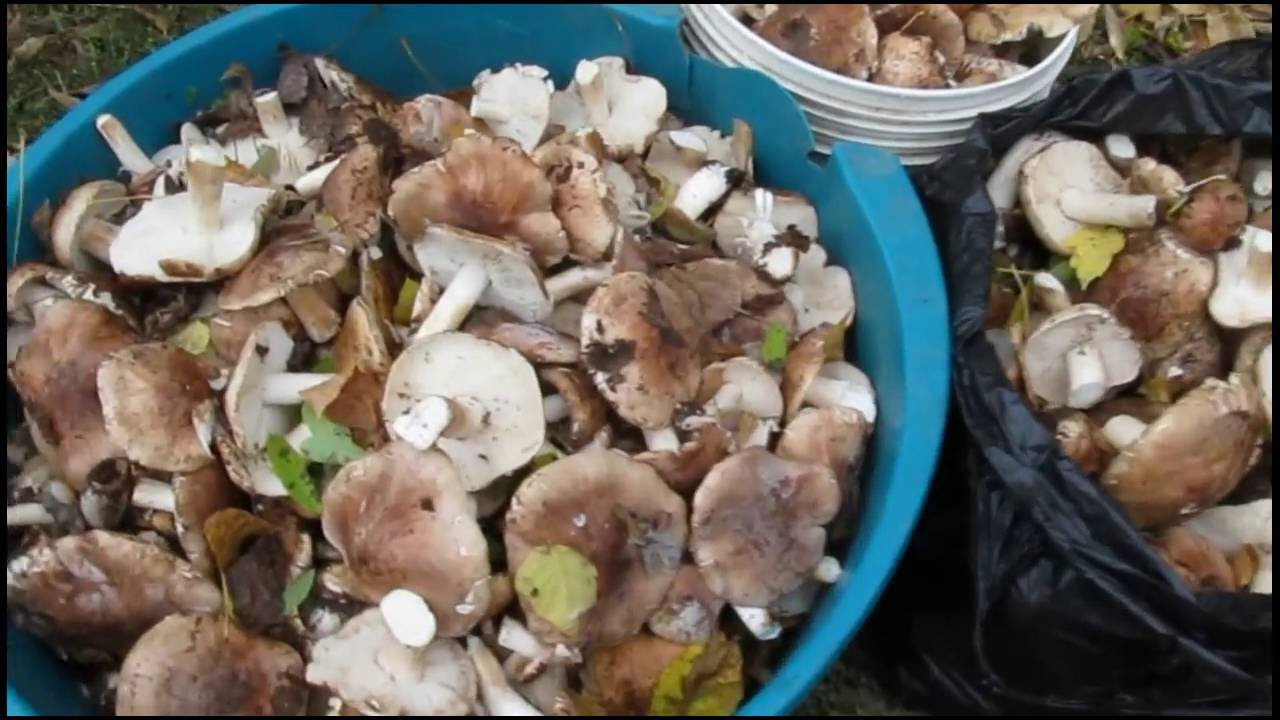 Бране на гъби