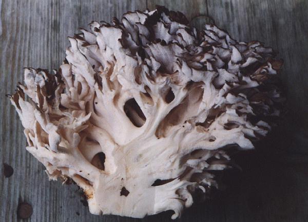 Die gesundheitlichen Vorteile von Maitake