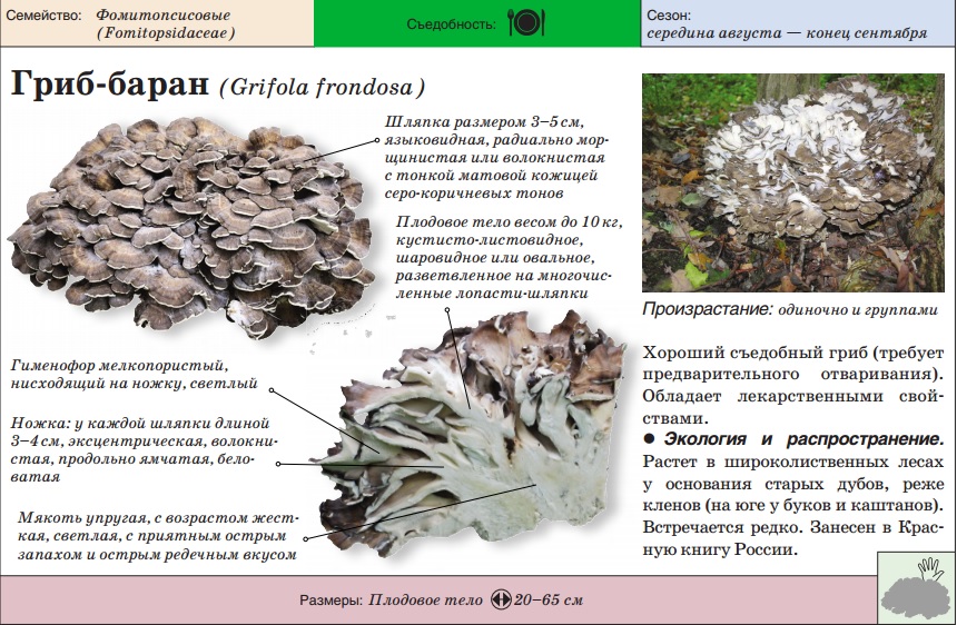 Maitake
