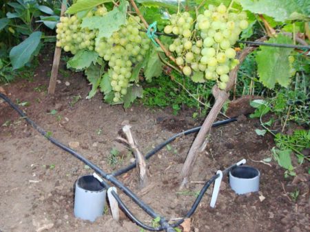 Regar las uvas