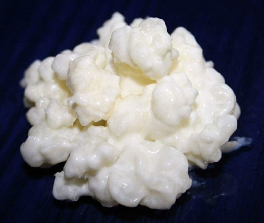 Milchpilz