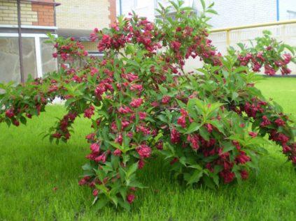 Weigela in autumn