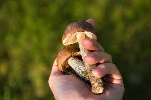 فطر الحور الرجراج