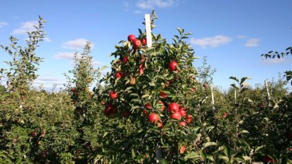 tailler les pommiers en automne
