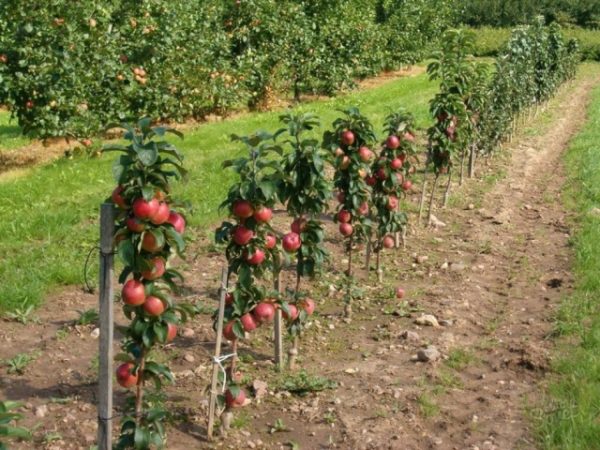 taille d'un pommier colonnaire en automne