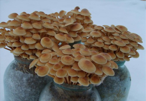 funghi chiodini