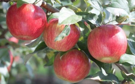 Pippin der Safran