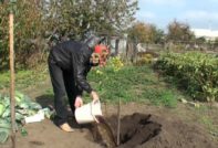 засаждане на череши през есента