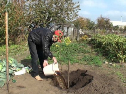 planter les cerisiers en automne