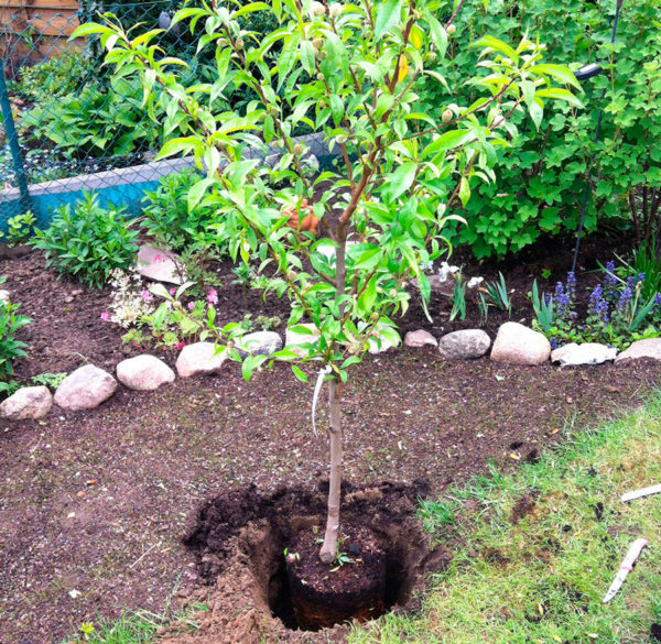 Wie man einen Pfirsichbaum pflanzt