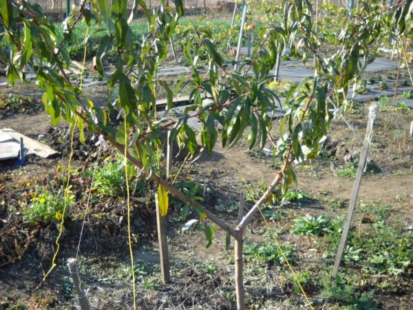 einen Pfirsichbaum pflanzen