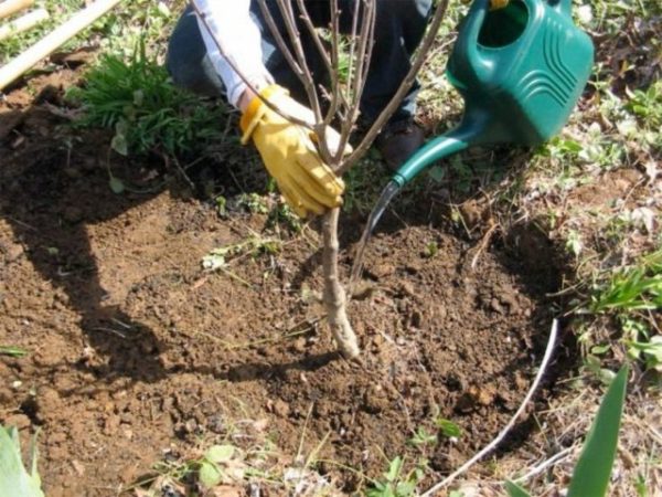 einen Pfirsichbaum pflanzen