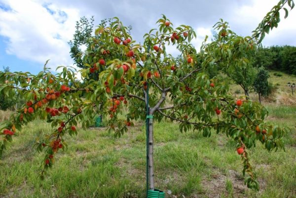 einen Pfirsichbaum im Herbst pflanzen