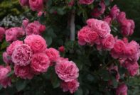 Kletterrose
