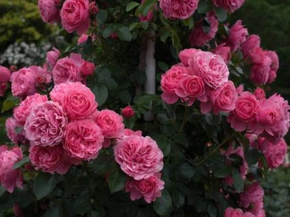 rosier grimpant