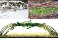 Comment protéger les framboisiers pour l'hiver