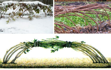 Comment protéger les framboisiers pour l'hiver