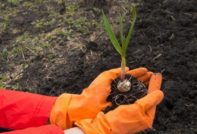 Торове за засаждане на чесън през есента