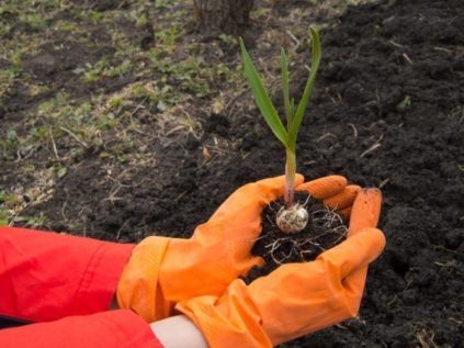 Düngemittel für die Knoblauchpflanzung im Herbst