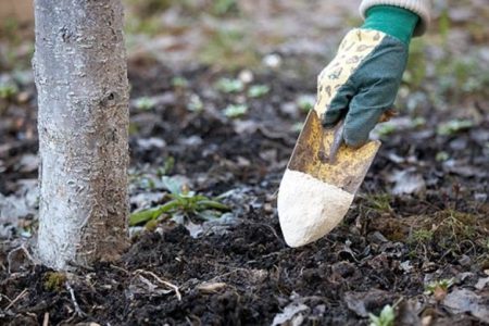 Fertilizzanti autunnali per alberi da frutto