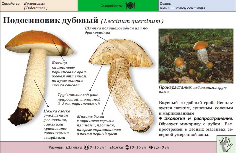 champignon de chêne et de tremble