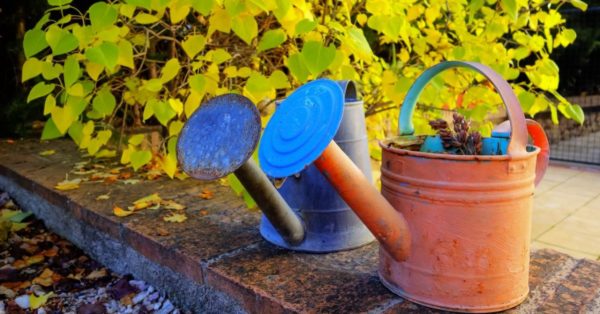 annaffiare gli alberi in autunno