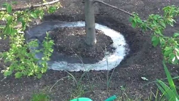annaffiare gli alberi in autunno