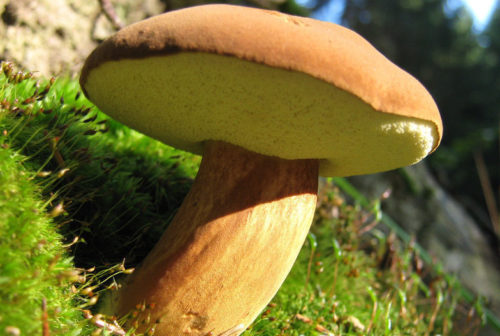 Polnischer Pilz
