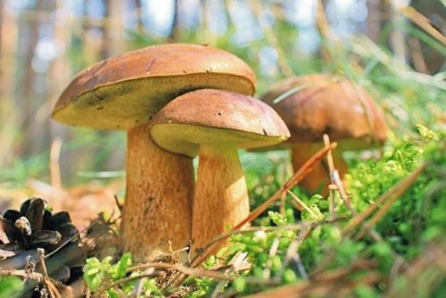 Polnischer Pilz