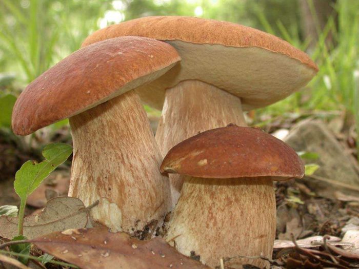 Polish mushroom
