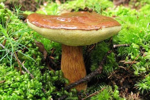 Polnischer Pilz