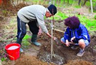 Menschen pflanzen einen Baum