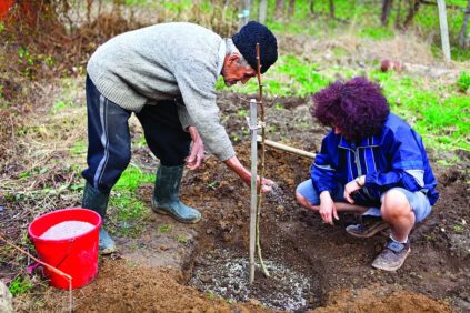 Menschen pflanzen einen Baum