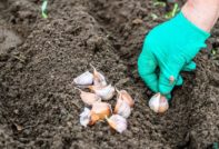Knoblauch für die Winterpflanzung vorbereiten