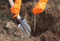 planter un arbre