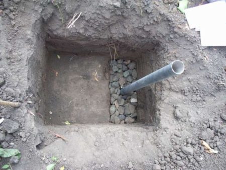 hueso de uva