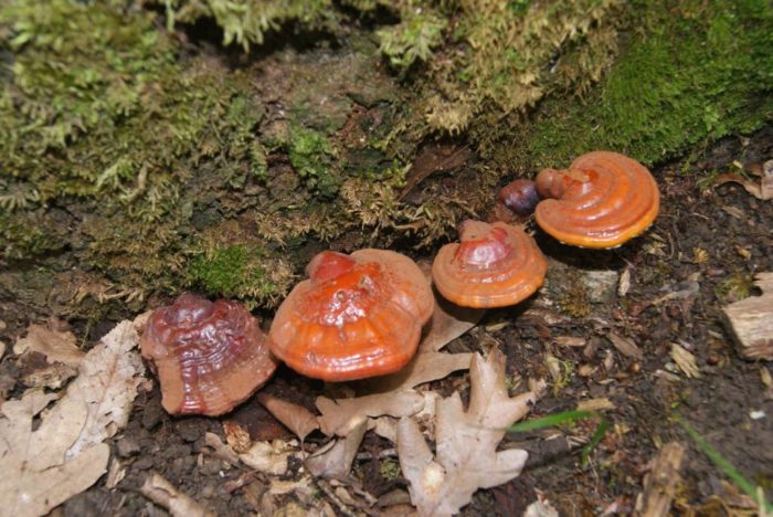 champignon amadou verni