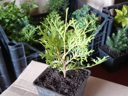 propagare la thuja per talea in autunno