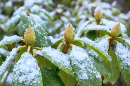 coprire il rododendro per l'inverno