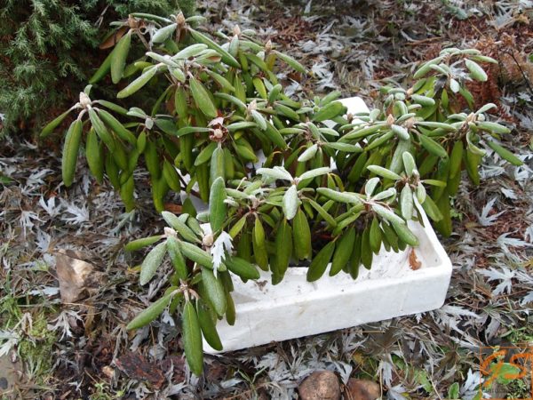 rododendro per l'inverno