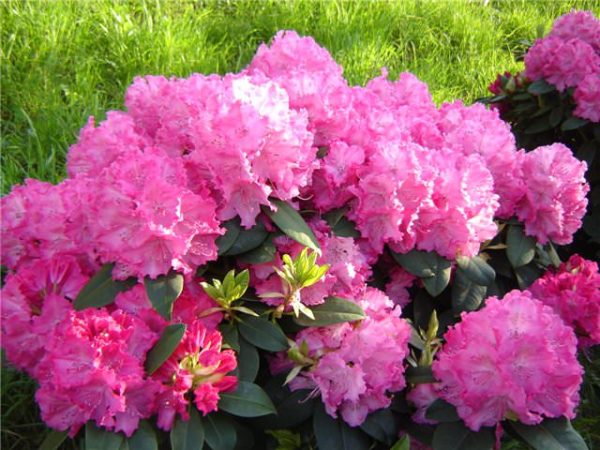 rododendro