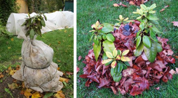 coprire il rododendro per l'inverno