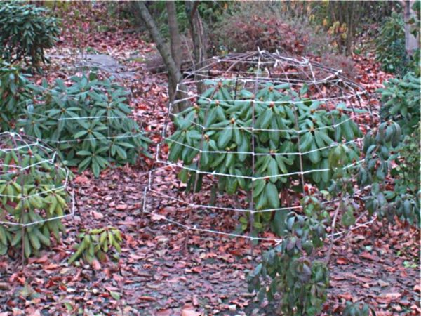 telaio per la copertura del rododendro per l'inverno