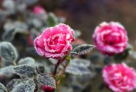 Rosen im Winter