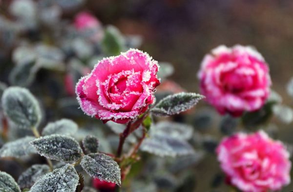 Rosen im Winter