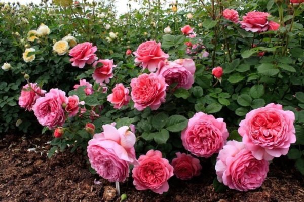 tailler les rosiers en automne