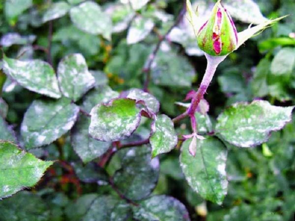 maladies des rosiers