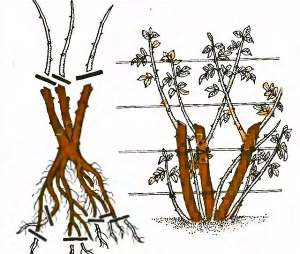 taille des rosiers