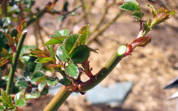 taille des rosiers
